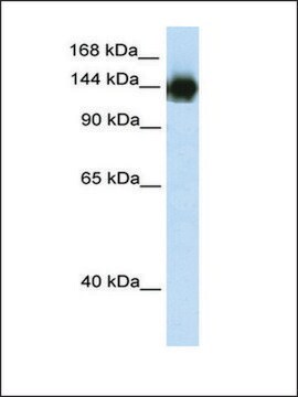 Anti-TIMELESS (AB1) antibody produced in rabbit IgG fraction of antiserum