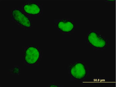 ANTI-ZNF207 antibody produced in mouse clone 6G11, purified immunoglobulin, buffered aqueous solution