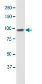 Monoclonal Anti-UBE3A antibody produced in mouse clone 2F6, purified immunoglobulin, buffered aqueous solution