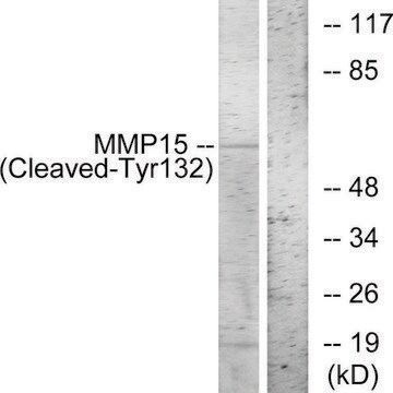 Anti-MMP15 (Cleaved-Tyr132) antibody produced in rabbit affinity isolated antibody