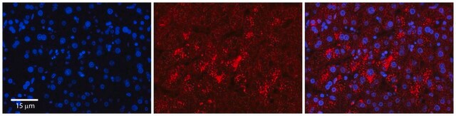 Anti-LYPLA2 antibody produced in rabbit affinity isolated antibody