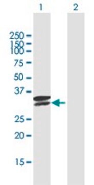 Anti-TPSAB1 antibody produced in mouse purified immunoglobulin, buffered aqueous solution