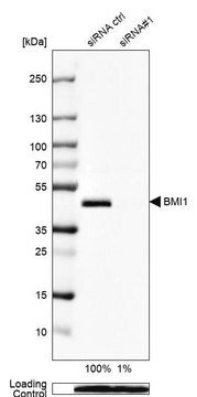 Anti-BMI1 antibody produced in rabbit Prestige Antibodies&#174; Powered by Atlas Antibodies, affinity isolated antibody, buffered aqueous glycerol solution