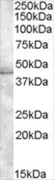 Anti-MBNL1 antibody produced in goat affinity isolated antibody, buffered aqueous solution