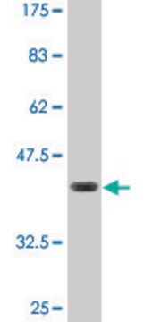 Monoclonal Anti-FZR1, (N-terminal) antibody produced in mouse clone 3E12, purified immunoglobulin, buffered aqueous solution