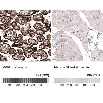 Monoclonal Anti-PPIB antibody produced in mouse Prestige Antibodies&#174; Powered by Atlas Antibodies, clone CL3901, purified immunoglobulin, buffered aqueous glycerol solution