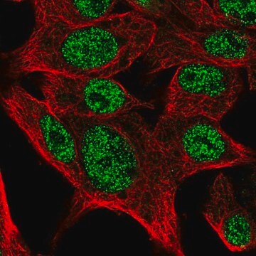 Anti-SCMH1 antibody produced in rabbit Prestige Antibodies&#174; Powered by Atlas Antibodies, affinity isolated antibody, buffered aqueous glycerol solution