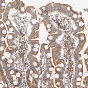 Anti-CCDC57 antibody produced in rabbit Prestige Antibodies&#174; Powered by Atlas Antibodies, affinity isolated antibody, buffered aqueous glycerol solution, Ab4