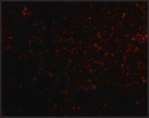 Anti-Grik4 (ab1) antibody produced in rabbit affinity isolated antibody, buffered aqueous solution