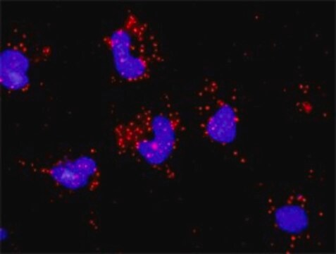 Monoclonal Anti-PAK2 antibody produced in mouse clone 1E1, purified immunoglobulin, buffered aqueous solution