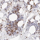 Anti-CAMP antibody produced in rabbit Prestige Antibodies&#174; Powered by Atlas Antibodies, affinity isolated antibody, buffered aqueous glycerol solution