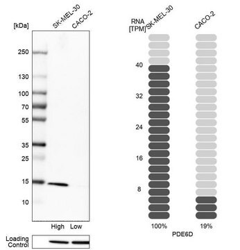 Anti-PDE6D antibody produced in rabbit Prestige Antibodies&#174; Powered by Atlas Antibodies, affinity isolated antibody, buffered aqueous glycerol solution