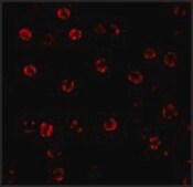 Anti-Caspase-1 (ab2) antibody produced in rabbit affinity isolated antibody, buffered aqueous solution
