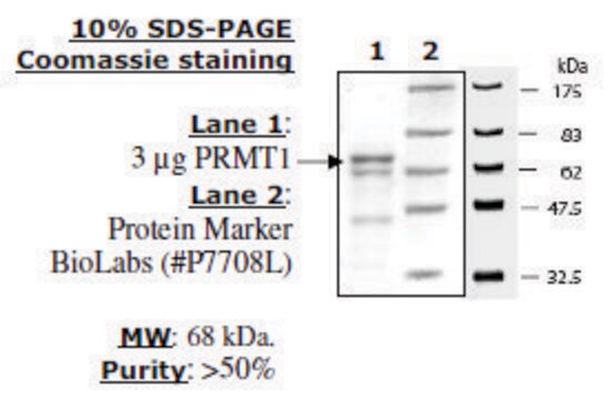 PRMT1 human recombinant, expressed in E. coli, &#8805;50% (SDS-PAGE)