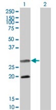 Monoclonal Anti-DIABLO antibody produced in mouse clone 4F9, ascites fluid