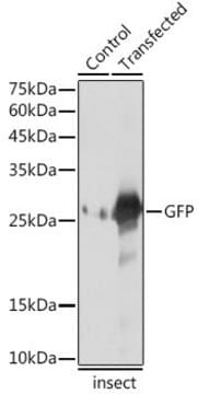 Anti-GFP antibody produced in rabbit