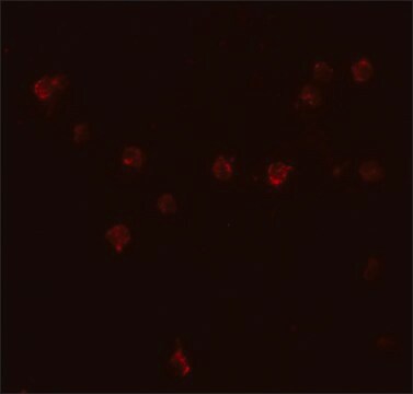 Anti-DDX60 antibody produced in rabbit affinity isolated antibody, buffered aqueous solution