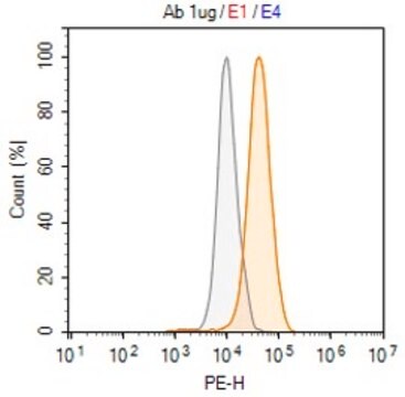 Anti-TBX4 Antibody, clone 2B18 ZooMAb&#174; Rabbit Monoclonal recombinant, expressed in HEK 293 cells