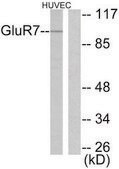Anti-MGLUR7 antibody produced in rabbit affinity isolated antibody