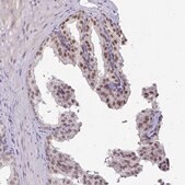 Anti-POLB antibody produced in rabbit Prestige Antibodies&#174; Powered by Atlas Antibodies, affinity isolated antibody, buffered aqueous glycerol solution
