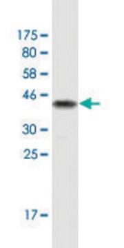 Monoclonal Anti-MAPK13 antibody produced in mouse clone 2B2, ascites fluid, solution