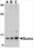 Anti-Sumo antibody produced in rabbit affinity isolated antibody, buffered aqueous solution
