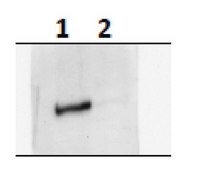 Anti-phospho-mTOR (Ser2159) Antibody from rabbit, purified by affinity chromatography