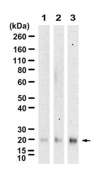 Anti-H-Ras Antibody, clone 3B13 ZooMAb&#174; Rabbit Monoclonal recombinant, expressed in HEK 293 cells