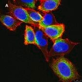 Anti-EGFR Antibody, clone 11E19, ZooMAb&#174; Rabbit Monoclonal recombinant, expressed in HEK 293 cells