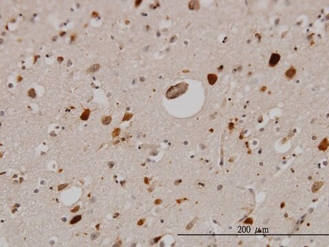 Monoclonal Anti-PTN antibody produced in mouse clone 5C3, purified immunoglobulin, buffered aqueous solution