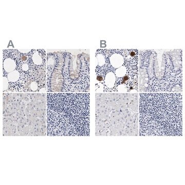 Anti-ITGA2B antibody produced in rabbit Prestige Antibodies&#174; Powered by Atlas Antibodies, affinity isolated antibody, buffered aqueous glycerol solution