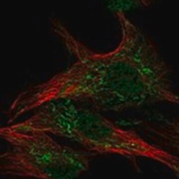 Anti-WDR26 antibody produced in rabbit Prestige Antibodies&#174; Powered by Atlas Antibodies, affinity isolated antibody, buffered aqueous glycerol solution