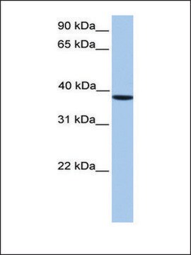 Anti-CSNK2A2 affinity isolated antibody