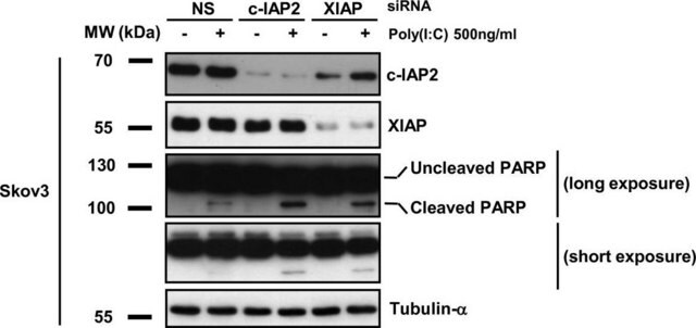 Monoclonal Anti-&#945;-Tubulin antibody produced in mouse ascites fluid, clone B-5-1-2