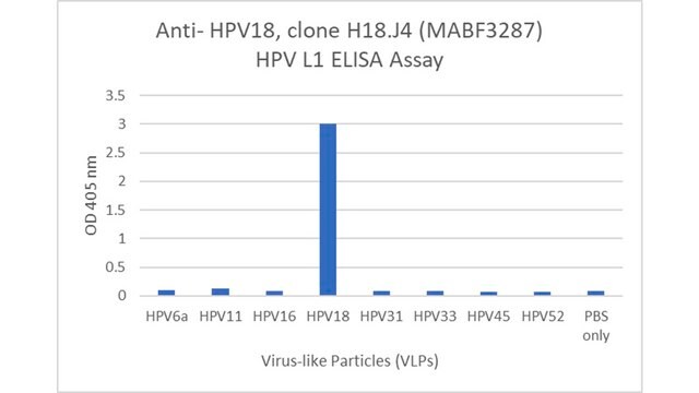 Anti-HPV18 Antibody, clone H18.J4