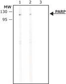 Anti-PARP antibody produced in rabbit affinity isolated antibody, buffered aqueous solution