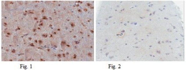 Anti-p53 (wild type) Antibody, clone PAb1620 clone Pab1620, from mouse