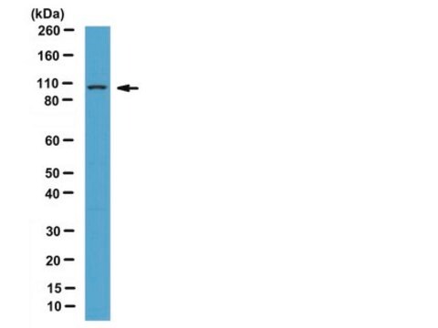 Anti-DAP-5 Antibody serum, from rabbit