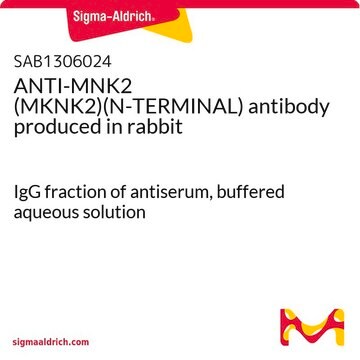 ANTI-MNK2 (MKNK2)(N-TERMINAL) antibody produced in rabbit IgG fraction of antiserum, buffered aqueous solution