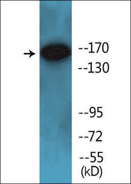 Anti-phospho-PPAR-BP (pThr1457) antibody produced in rabbit affinity isolated antibody