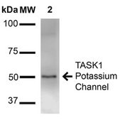 Monoclonal Anti-GABA A Receptor-Allophycocyanin antibody produced in mouse clone S399-19
