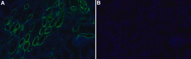 Anti-Noxa Antibody, clone 1G4 ZooMAb&#174; Rabbit Monoclonal recombinant, expressed in HEK 293 cells