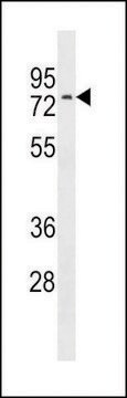 ANTI-NRXN3(C-TERMINAL) antibody produced in rabbit affinity isolated antibody, buffered aqueous solution