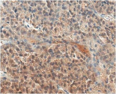 Anti-Neurophysin 2/NP-AVP Antibody, clone PS 41 clone PS 41, from mouse