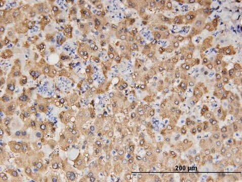 Monoclonal Anti-ALDH1A1 antibody produced in mouse clone 1G6, purified immunoglobulin, buffered aqueous solution