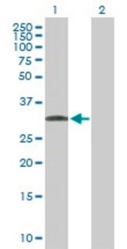 Anti-C1QTNF7 antibody produced in mouse purified immunoglobulin, buffered aqueous solution