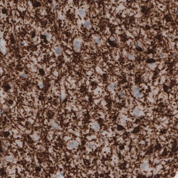 Monoclonal Anti-CNP antibody produced in mouse Prestige Antibodies&#174; Powered by Atlas Antibodies, clone CL2887, purified immunoglobulin, buffered aqueous glycerol solution