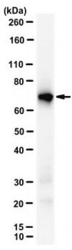 Anti-PES1 Antibody, clone 8E9