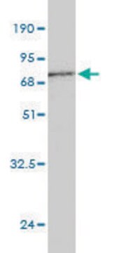 Monoclonal Anti-BGN antibody produced in mouse clone 2E6-D1, purified immunoglobulin, buffered aqueous solution