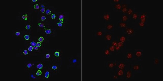 Anti-CENP-C Antibody, clone AL61A clone AL61A, from mouse